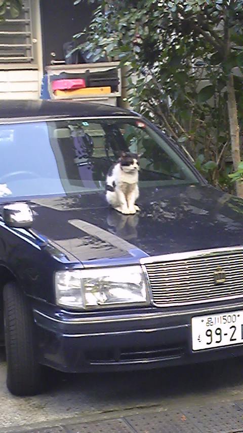 車の上のネコ